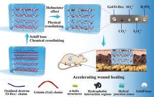  Dextran: Revolutionäre Biokompatibilität für innovative Wundheilungstechnologien!